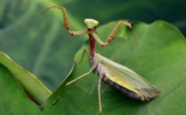 《螳螂捕蝉》读后感7篇