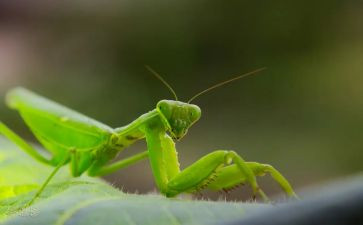 写螳螂的作文优秀6篇