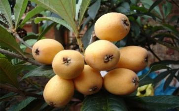 种枇杷树的作文8篇