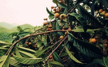 写枇杷的作文600字7篇