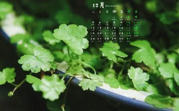 12月工作计划范文5篇