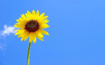 525全校活动策划6篇