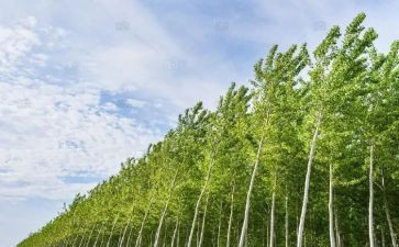 白杨读后感7篇