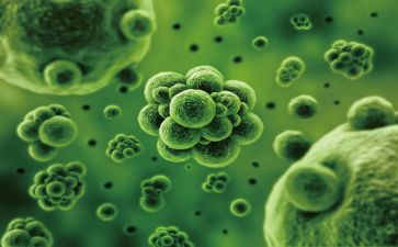 生物的进化教学反思6篇