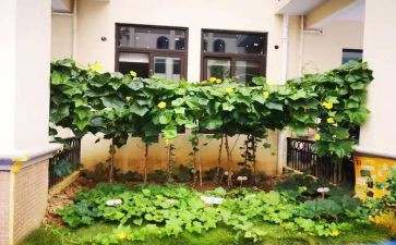 我的小菜地作文5篇