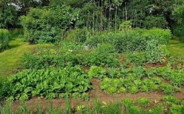 蔬菜调查报告8篇