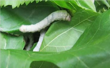 《蚕》读后感优秀5篇