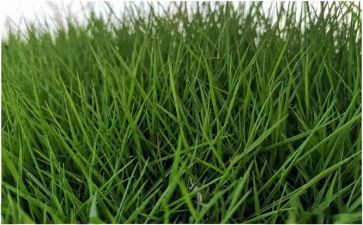 草房子读后感500字优秀作文6篇