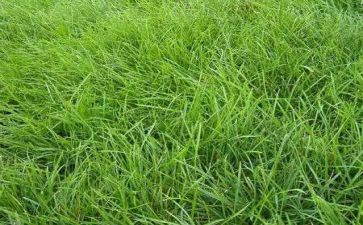 房子草房子读后感6篇