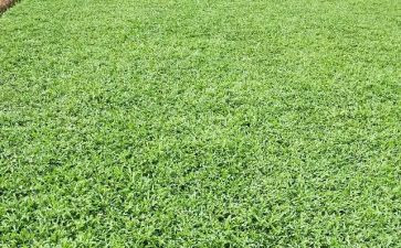 草原上的读后感8篇