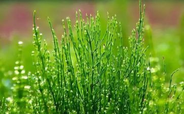 种草莓小作文6篇