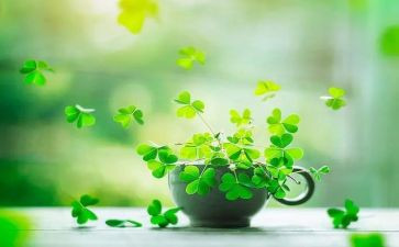 草房子读后感范文500字6篇