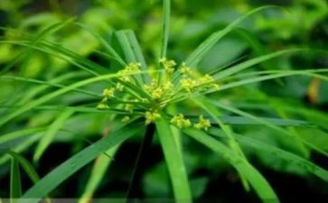 《草原》读后感8篇