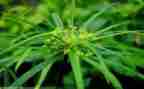 草房子的阅读后感通用8篇