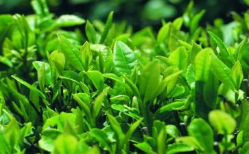 下午茶读后感精选7篇