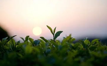茶英语小作文参考7篇