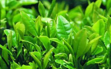 茶企业管理工作计划8篇