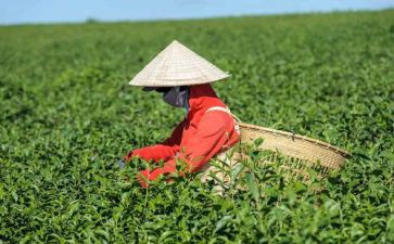 茶演讲稿范文7篇