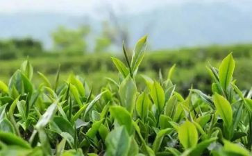 黑茶介绍教案通用6篇