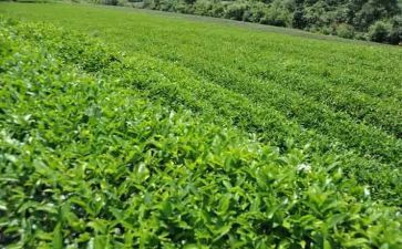 茶女巫读后感优质8篇