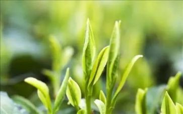 茶的起源作文5篇