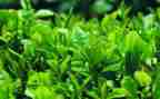 下午茶读后感精选7篇