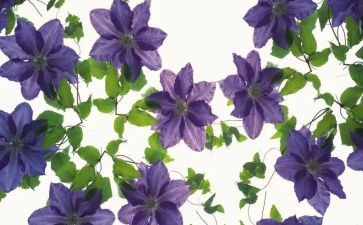 他让我更出彩作文8篇