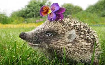 幼儿园画刺猬的教案5篇