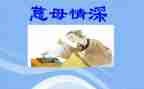 慈母情深600的读后感参考5篇