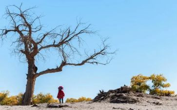 莫等待作文600字5篇