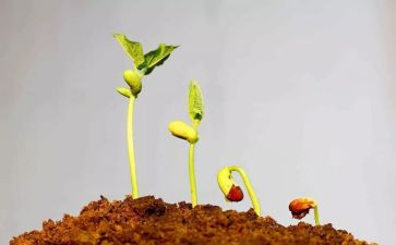 观察绿豆发芽作文7篇