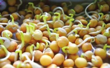 观察绿豆发芽的作文6篇