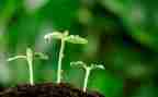 写绿豆发芽的作文7篇