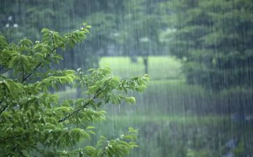 我在风雨中作文模板5篇