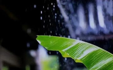 写风雨的作文7篇