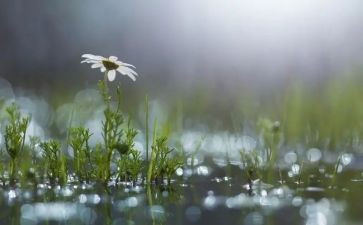 我在风雨中作文推荐7篇