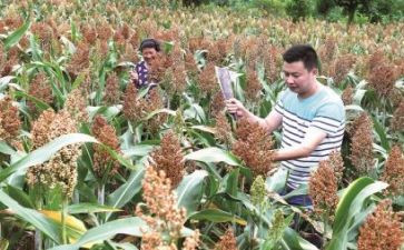 高粱红读后感7篇