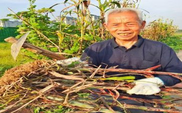 高粱红读后感5篇