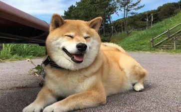 关于狗的主题演讲稿优质7篇