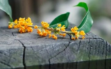 桂花鱼的读后感参考5篇
