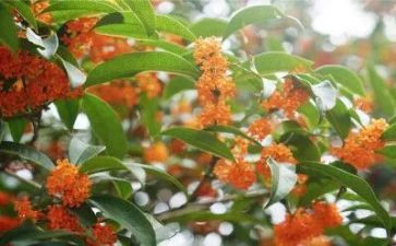 糖桂花读后感6篇