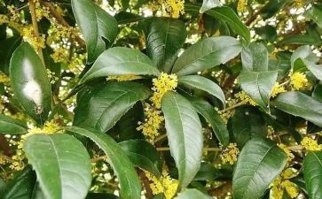 桂花作文800高中作文5篇