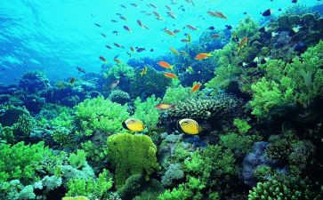 海底两万里读后感6百字7篇