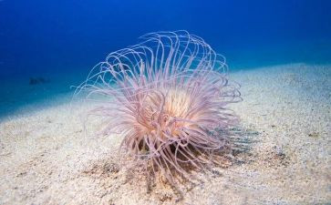 海底两万里2万里读后感模板7篇