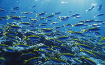 海底两万里2万里读后感优秀7篇