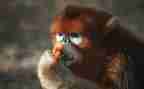 摘猕猴桃的作文优秀5篇