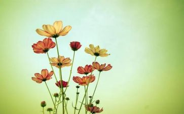读朝花夕拾读后感400字7篇