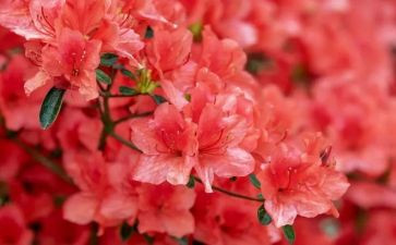 花水粉画教案5篇