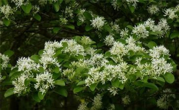 读朝花夕拾读后感400字参考5篇