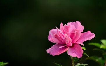 听花开了作文6篇